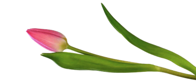 20230216---Groene-Tulp-3.png?1676543066631